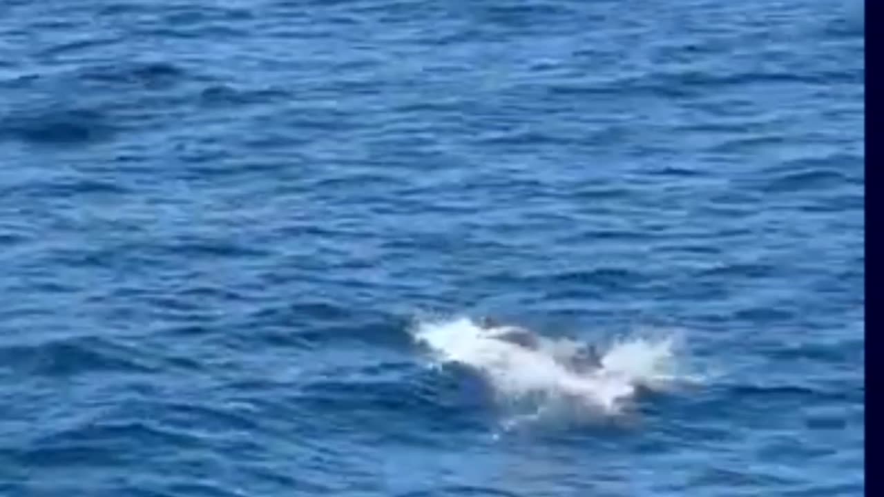 Playful Bottlenose Dolphins today