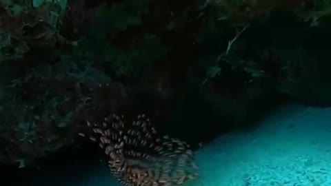 What is this?