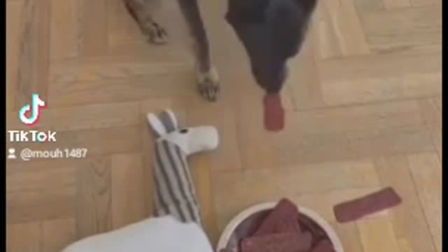 Humour dog