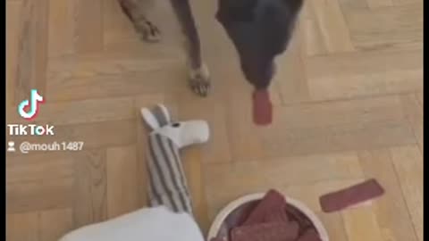 Humour dog