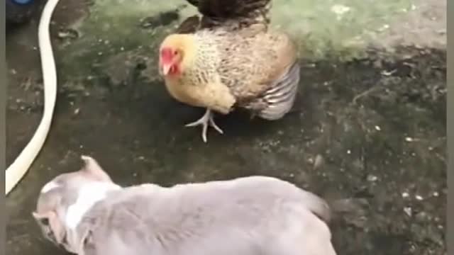 Dog VS Chicken Fight Funny Dog Fight Video 3