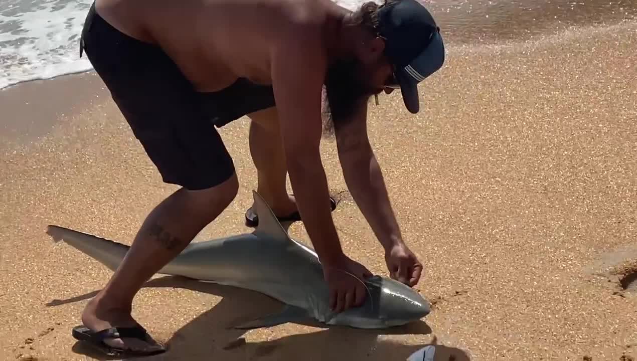 Shark in the beach.