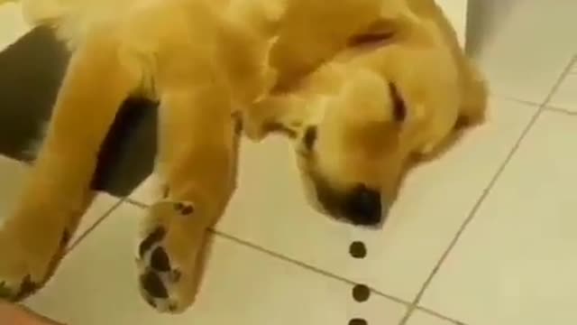 Watch How Fast This Golden Retriever Wakes Up When It Smells Food