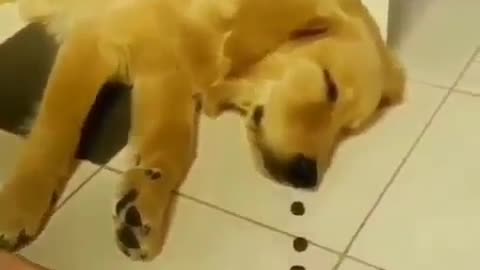 Watch How Fast This Golden Retriever Wakes Up When It Smells Food