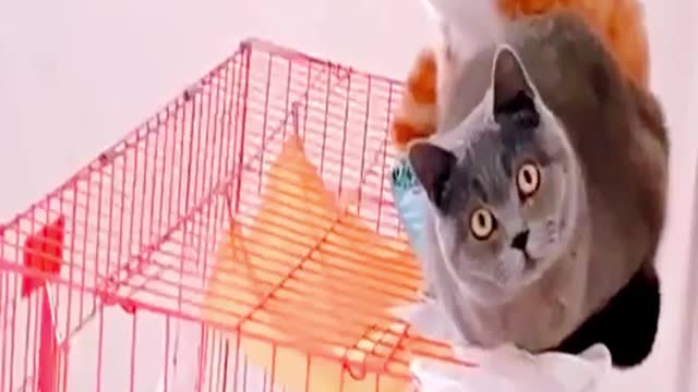 Baby Cats - Cute and Funny Cat Videos Compilation #6 #cat #viralvideo #cutecat #video