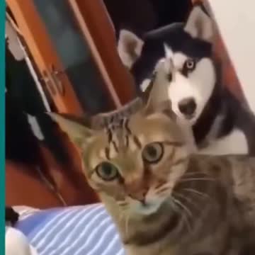 💞😆Cats and dogs fighting very funny😂|| Try not to laugh ||#shorts