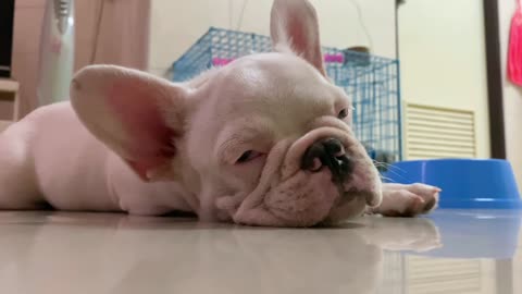 Sleepy French Bulldog very funny