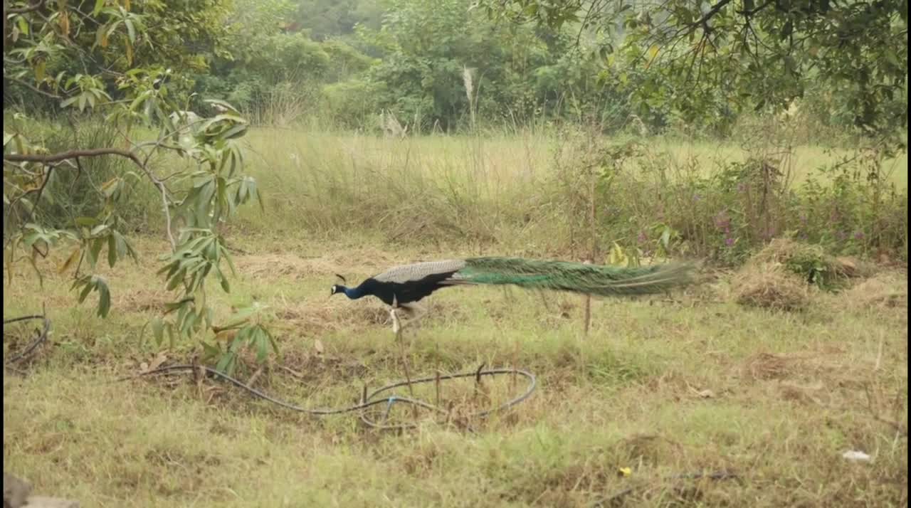 Beautiful peacocks dance