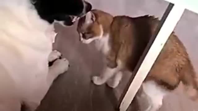 Top funny cat videos