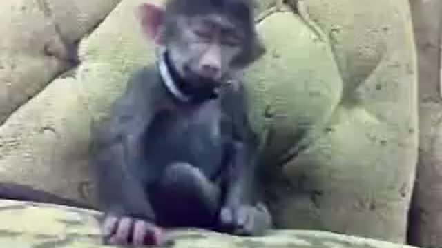 Funny monkey on chair