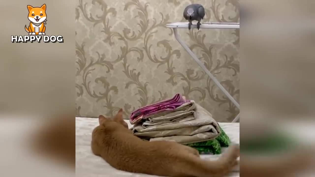 Funny Animals Videos 😂 - Funniest Cats and Dogs 😸🐶 152