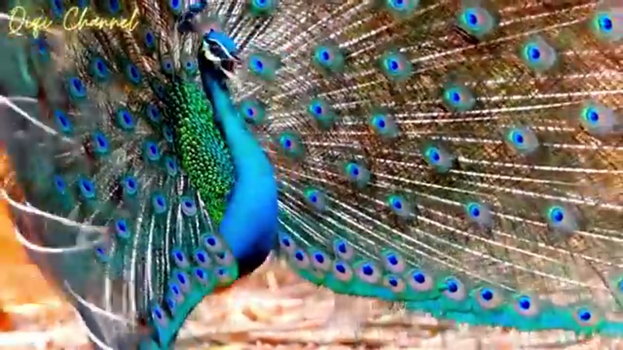 Beautiful animal video