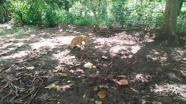 Cats versus a serpent the speed of a cat's hand is remarkable