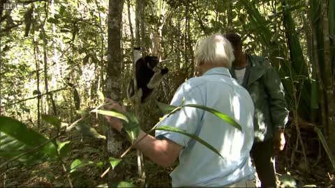 Attenborough Meets an Indri Lemur | Attenborough and the Giant Egg | BBC Earth