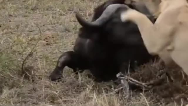 WILD ANIMALS HUNTING PREY COMPILATION RELAX FOR LIFE #37