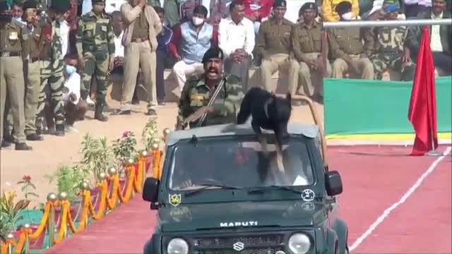 Dog BSF Training video