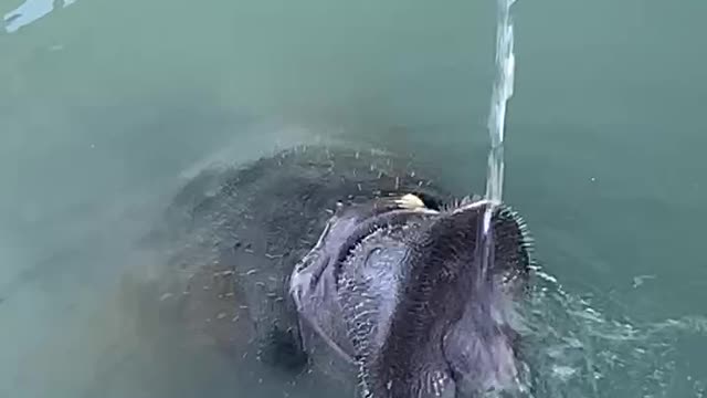 Thirsty manatee -freshwater is yummy!