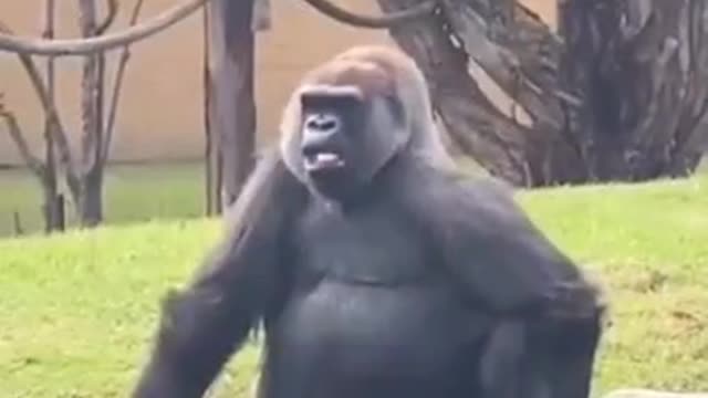 Gorilla flirting