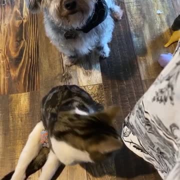 The dog with cats wants to eat