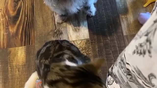 The dog with cats wants to eat