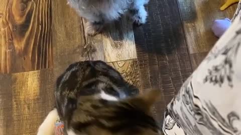 The dog with cats wants to eat