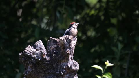 Woodpecker Bird Young Bird Great Spotted Woodpecker