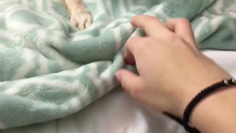 Small tan dog plays with owners hand and growls on green blanket