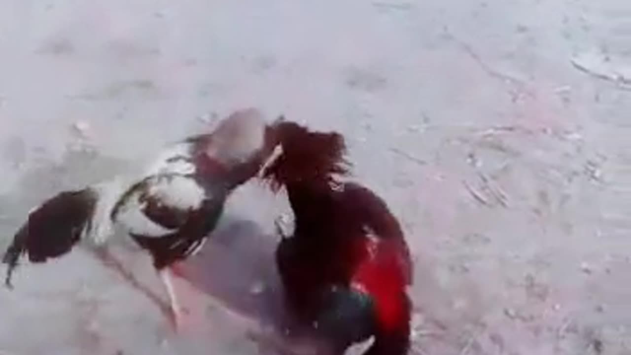 Aseel fight
