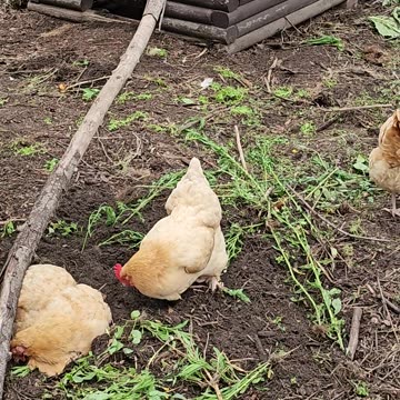 OMC! Silly chicken lays in the dirt pecking stuff and relaxing with friends!