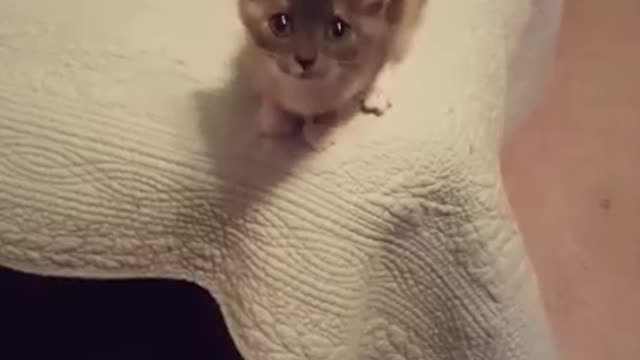 Crying kitten jumps and misses