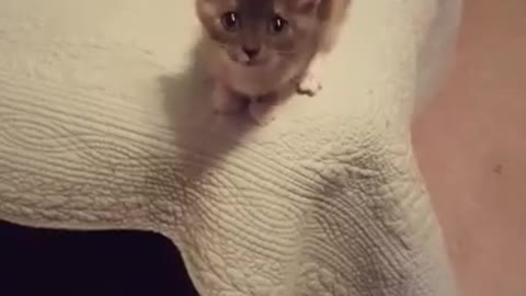 Crying kitten jumps and misses