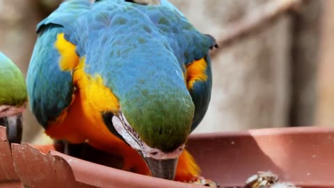 Amazing Parrot Video