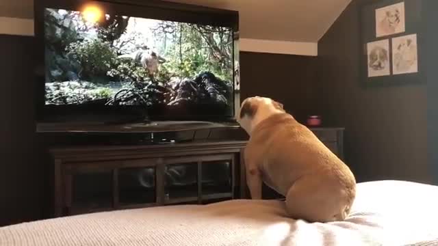 Bulldog Reacts To His Favorite Movie