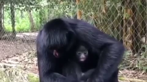 Bapak nakal mata keranjang