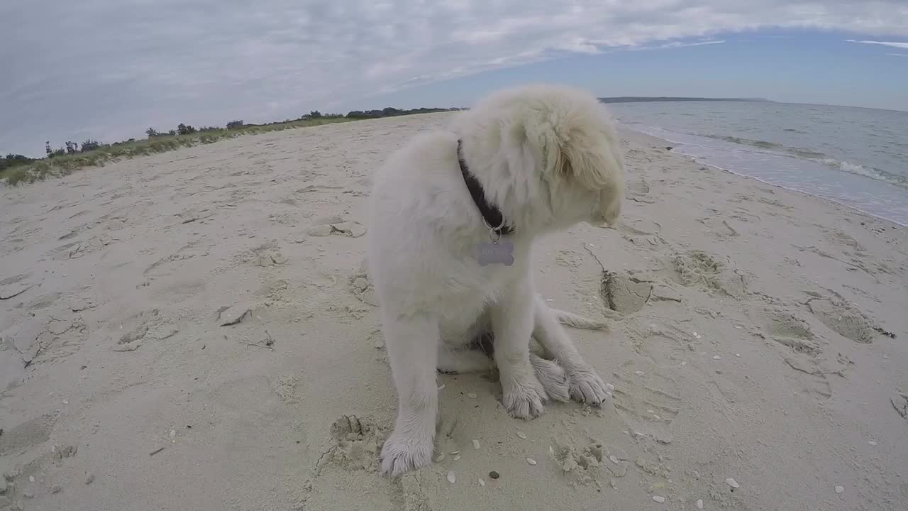 Beach Puppy