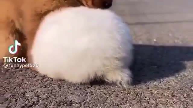 See how the bunny bounces the dog while he is asleep