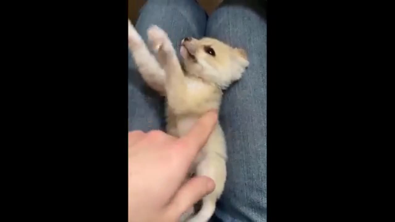Animals SOO Cute! Cute baby animals Videos