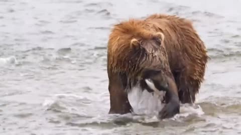 Grizzly Bear Charges Straight Past Photographers