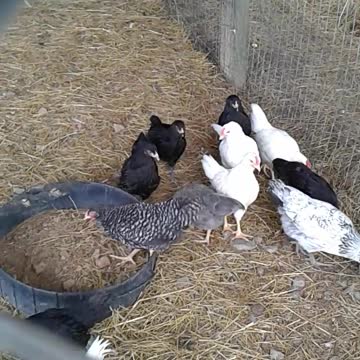 April 1st hatch update