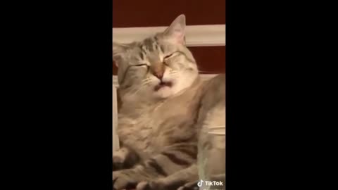 Funny Cats and Kittens 🐱 Cat Videos 2021😹