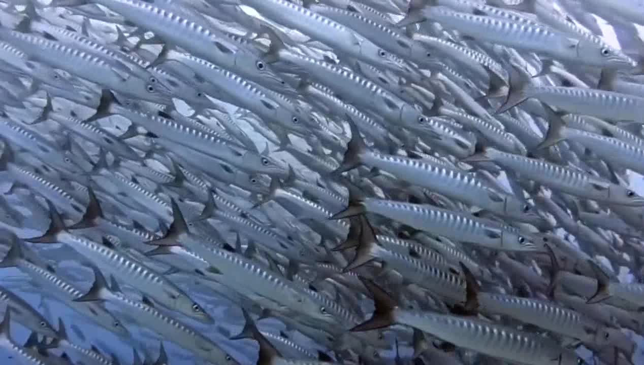 Close-up of fish swimming into a tornado recorded by scuba diver