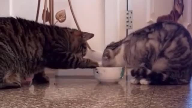 cutest cats and funny video compilation #7
