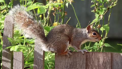 Cute squirrel walking on a wooden fence in one of the farms