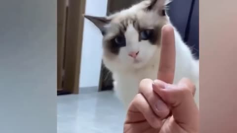 Dogs and Cats Videos 🥰 Funny Animal Videos 2023