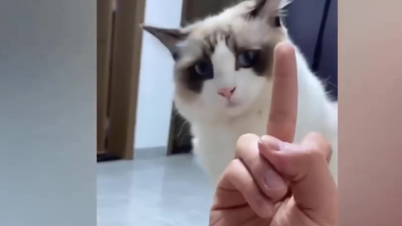 Dogs and Cats Videos 🥰 Funny Animal Videos 2023