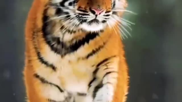 A tiger running in the snow