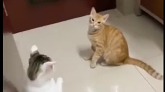 Try not to laugh animals
