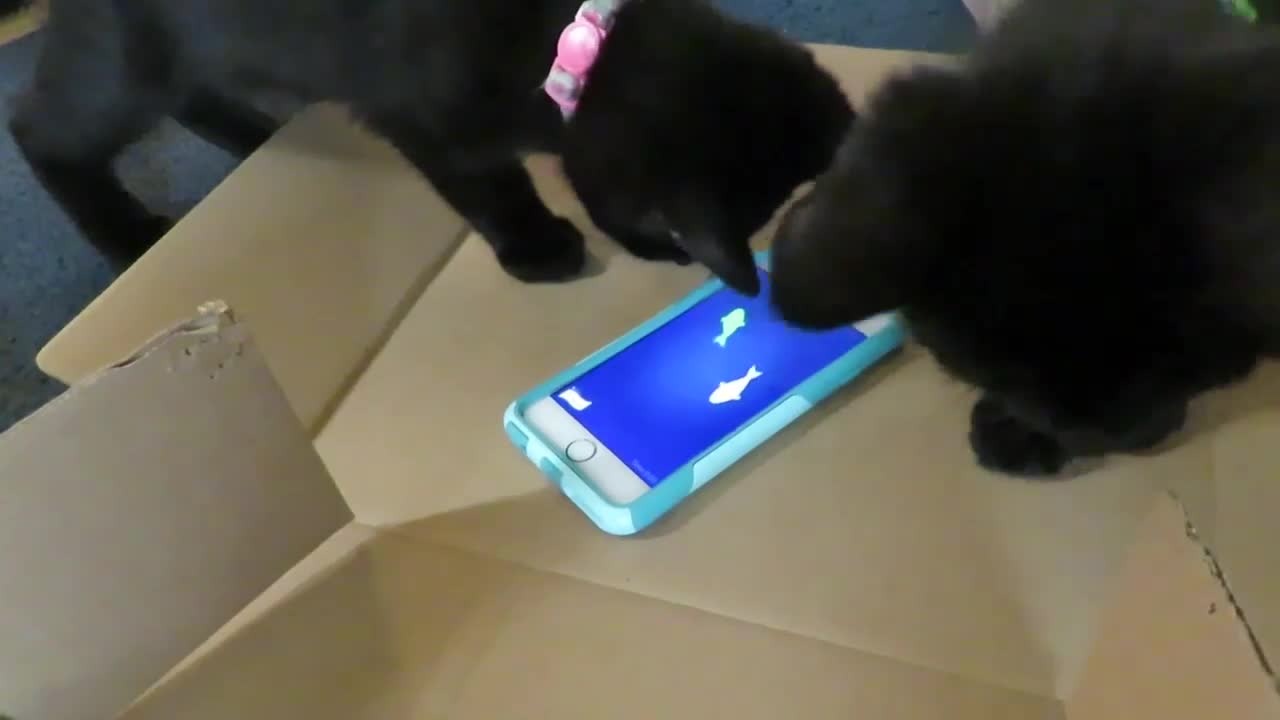 Cats play with their favorite iPhone app