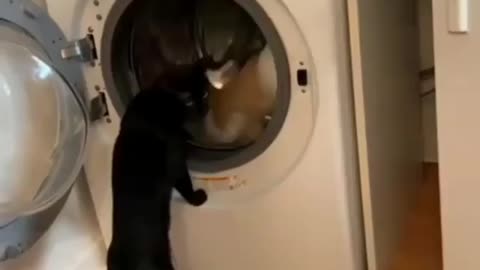 trapped cat inside a washing machine