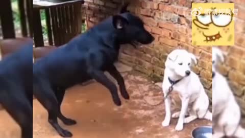 Funny dogs with all sorts of strange things